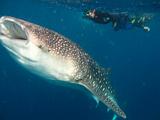 Djibouti - Whale Shark in the Gulf of Aden - 18